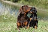 DOBERMANN 1078